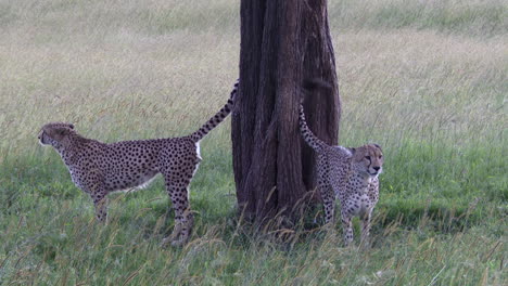 Gepard-Zwei-Brüder-Duftmarkierung-Auf-Einem-Baum,-Masai-Mara,-Kenia