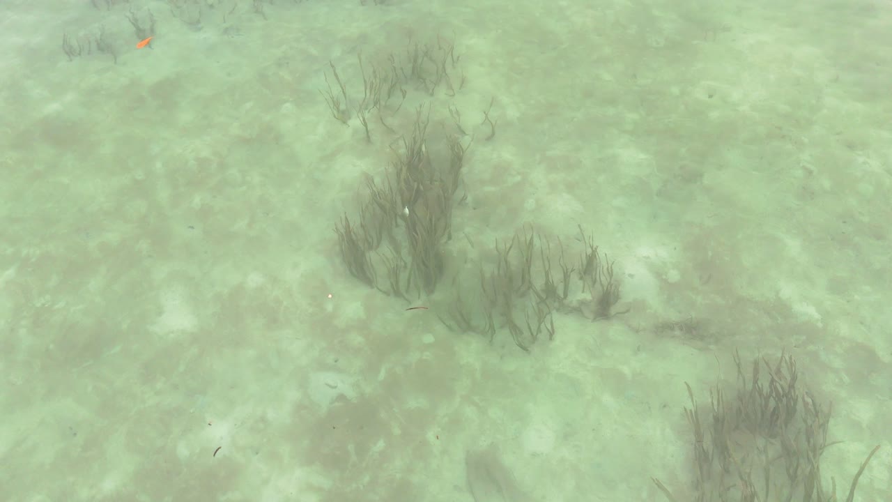 Un'inquadratura subacquea grandangolare cattura le alghe marine che ondeggiano su un fondale sabbioso tropicale.