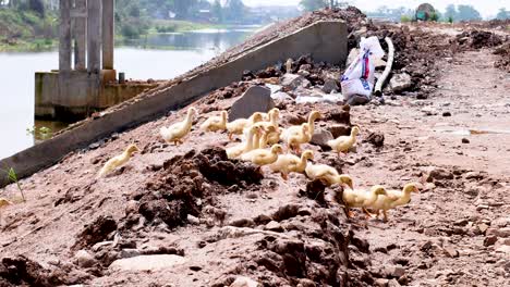 los patos se reúnen cerca de la orilla del río con una persona cerca