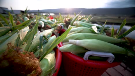 closeup of freshly picked corn, camera moving to the right with the sun rising in the background