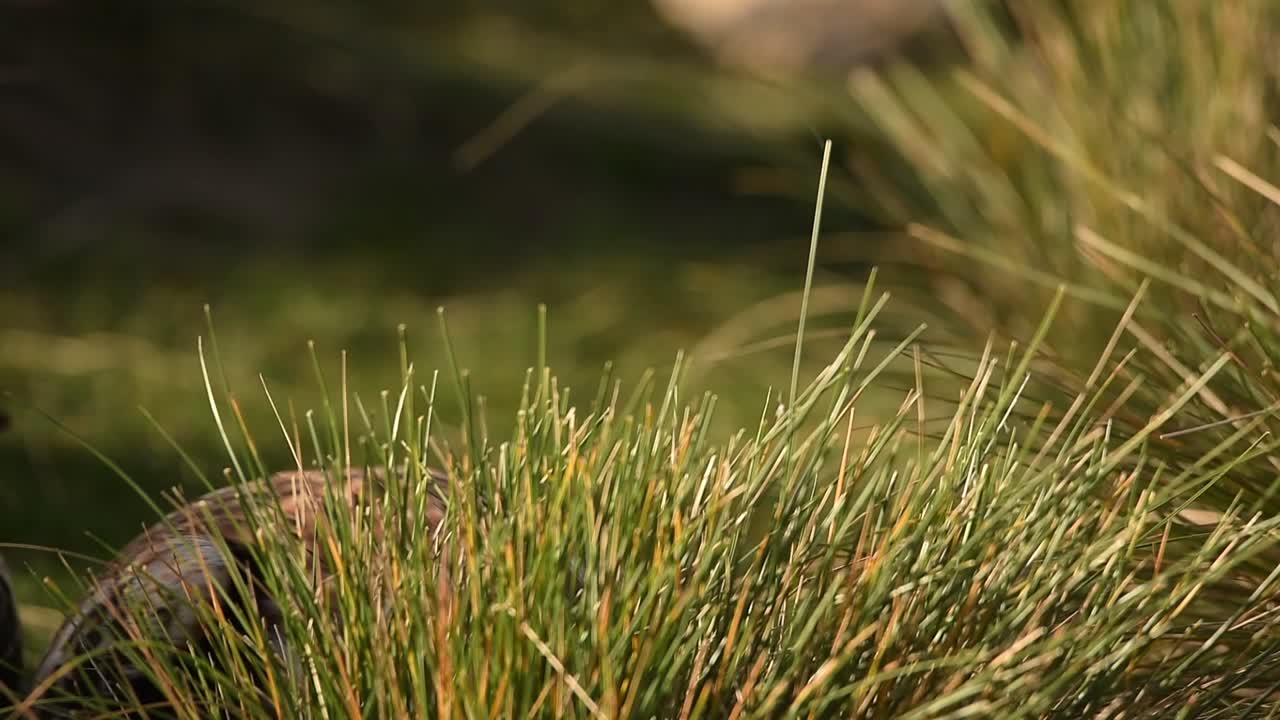 una cometa roja comiendo presa en un prado cubierto de hierba