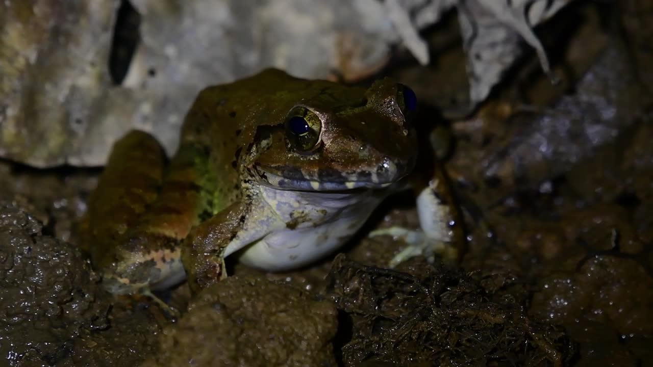 The light flickers and turns on and off revealing this frog near the river, Blyth's River Frog Limnonectes blythii, Thailand