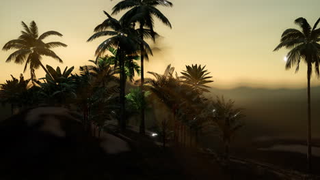 View-of-the-Palm-Trees-in-Fog