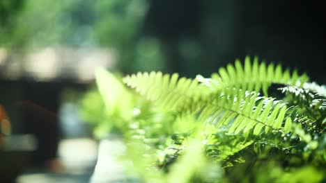 Landscape with fern leaves and houses in the background. Handheld, rack focus