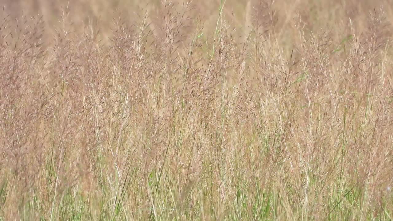 розовая трава в районе пруда