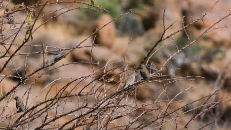 six-red-headed-finches-in-an-almost-leafless-tree-with-rock-formation-in-background