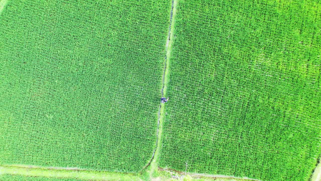 논에서 길을 잃은 관광객