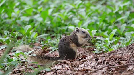 Visto-Forrajeando-Y-Sosteniendo-Su-Comida-Con-Ambas-Manos-Mirando-Hacia-La-Derecha,-Ardilla-Variable-Callosciurus-Finlaysonii,-Tailandia