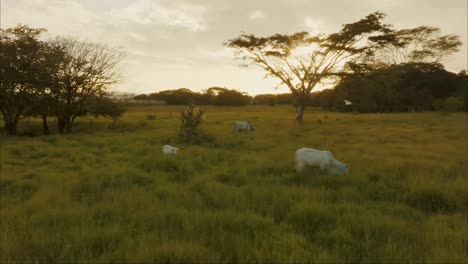 Luftaufnahme-Von-Weißen-Ochsen,-Die-Bei-Sonnenuntergang-Auf-Dem-Feld-Grasen