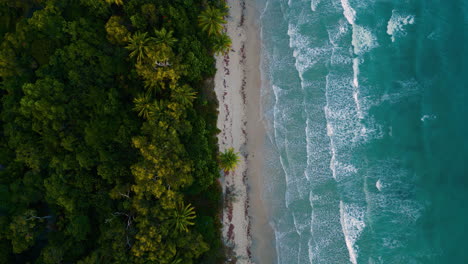 Tropischer-Daintree-Regenwaldstrand-Am-Cape-Tribulation-Australien