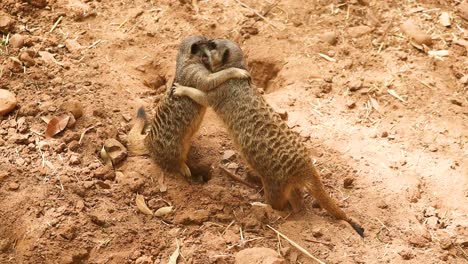 two meerkats wrestling and playing