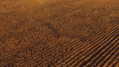 Campo-De-Maíz-Dorado-Al-Atardecer-En-Canadá