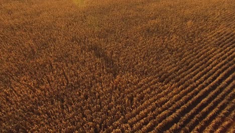 golden corn field at sunset in canada