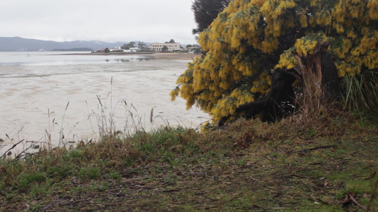 A vibrant acacia bush with yellow blooms frames a coastal scene with distant buildings. Suitable for travel or nature projects.
