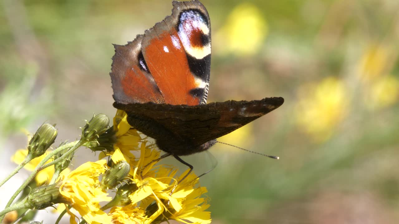 Maestosa farfalla su fiore giallo, giornata ventosa, primo piano macro.
