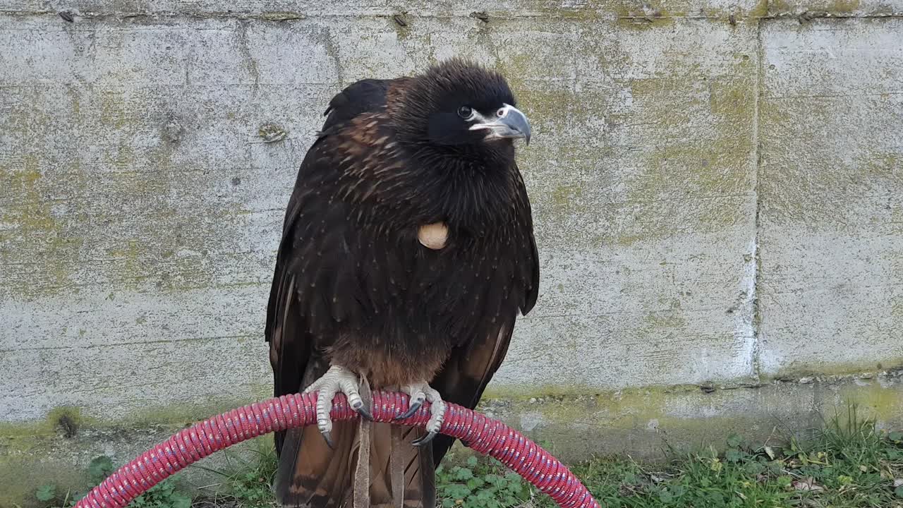 비명을 지르고 머리를 움직이는 퍼치에 있는 어린 독수리의 클로즈업