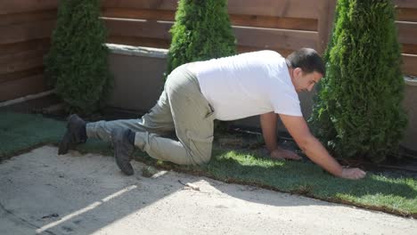 roll of new natural grass turf installed by professional gardener. landscaping industry.