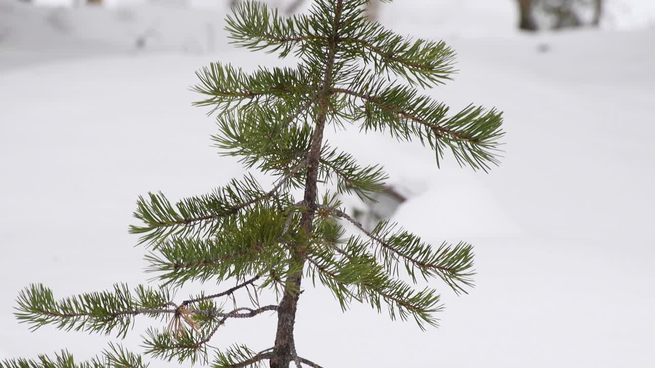 芬蘭的雪地森林中,一棵小松樹在推雪覆蓋