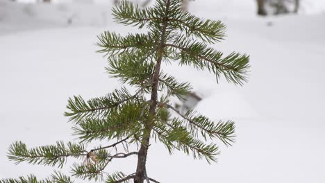 small pine plant pushing over snow cover in snowy forest area in finland