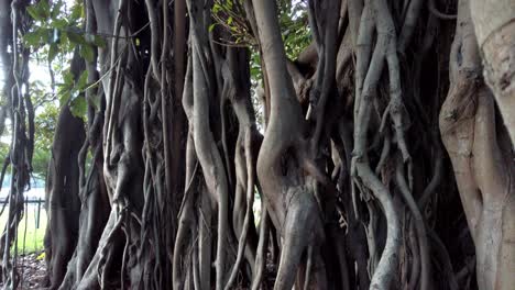 interesting tree branches at botanical gardens in sydney, nsw, australia - tilt down shot