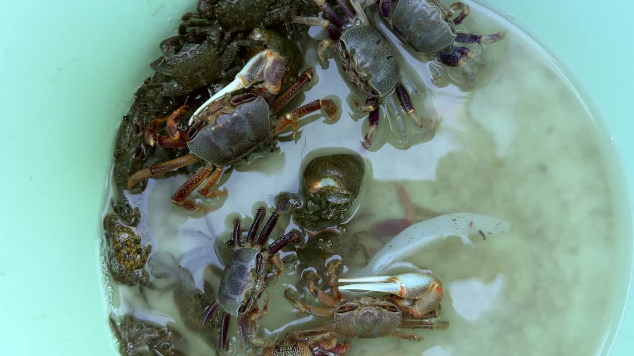 Group of crabs clustered inside a plastic bucket