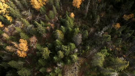 Una-Antena-Lenta-Sobre-Un-Bosque-Boreal-De-Finales-De-Otoño-En-El-Escudo-Canadiense