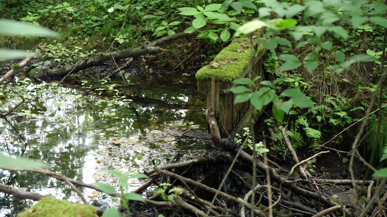 lost and forgotten water dam in small brook in mixed european forest
