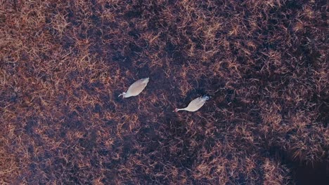 top down view of crane birds on woodland pond - drone shot