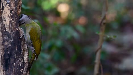 Der-Graukopfspecht-Wird-Auch-Graukopfspecht-Genannt,-Kommt-In-Vielen-Nationalparks-In-Thailand-Vor-Und-Ist-Sehr-Wählerisch-Bei-Der-Wahl-Seines-Lebensraums,-Damit-Er-Gedeihen-Kann