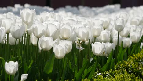 white tulips blooming in a garden