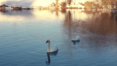 swans swimming in river near snow covered riverbank. birds couple