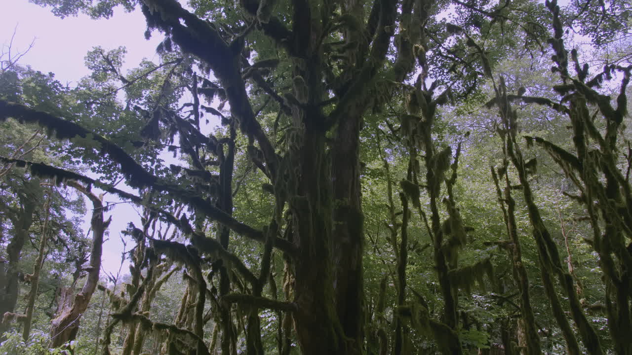 mujer caminando en un bosque de musgo