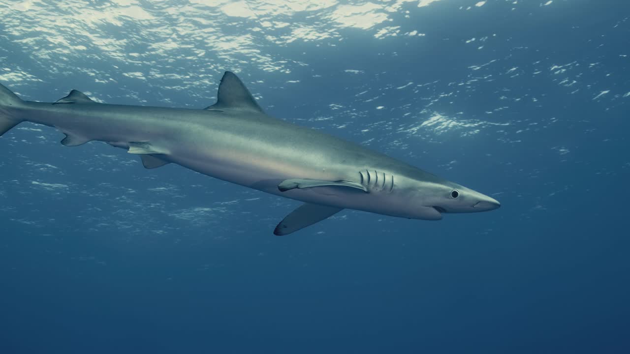gran tiburón azul respirando y nadando contra la luz con reflejos en cámara lenta