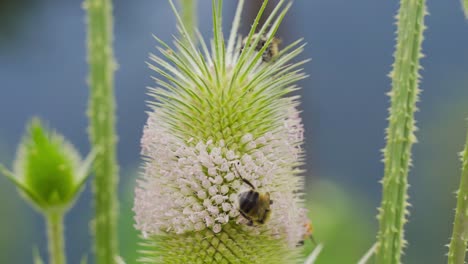 las abejas recogen polen.