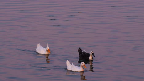 three ducks swimming in calm pond with colorful sunset reflections