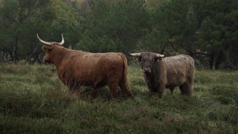 this clip features galloway highland cattle grazing in a tranquil danish landscape on a rainy day