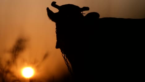Cow Horn Silhouette at Sunset Cow Horn Silhouette at Sunset Cattlea Cow Stands at a Beautiful Sunset