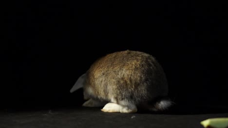 Nahaufnahme-Süßes-Kleines-Braunes-Und-Weißes-Kaninchen,-Das-Seine-Nase-Zuckt-Und-Auf-Einem-Schwarzen-Hintergrundstudio-Mit-Einer-Apfelscheibe-Schnüffelt