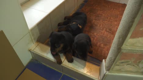 Cachorros-De-Pura-Raza-Rottweiler-Lindos,-Soñolientos-Y-Cansados