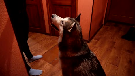 un gran perro juguetón y peludo, el malamute.