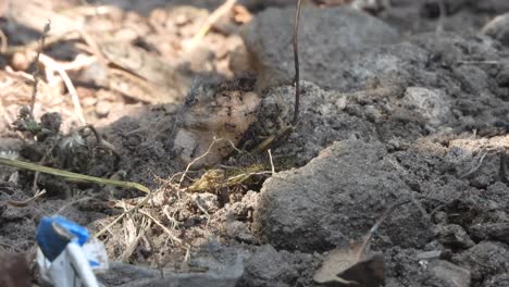 small black ants carrying food - group