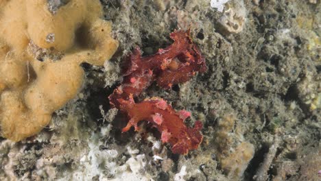 mating behavior of the nudibranch species plocamopherus showing their reproduction organs attached in a underwater display of courtship