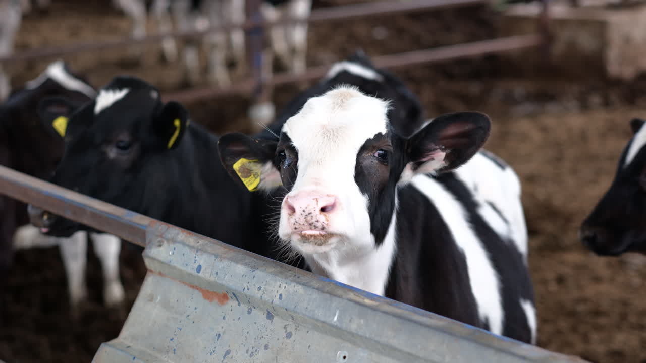 Nurturing the Next Generation: Caring for a Newborn Calf