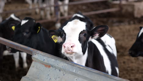 nurturing the next generation: caring for a newborn calf
