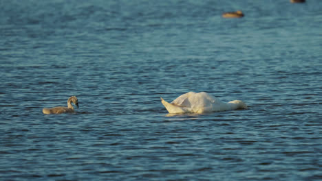 Familia-De-Hermosos-Cisnes-Blancos-Flotando-Pacíficamente-A-Través-De-Un-Lago-De-Marismas