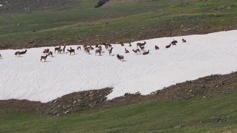 Elk-playing-in-the-snow,-slow-motion