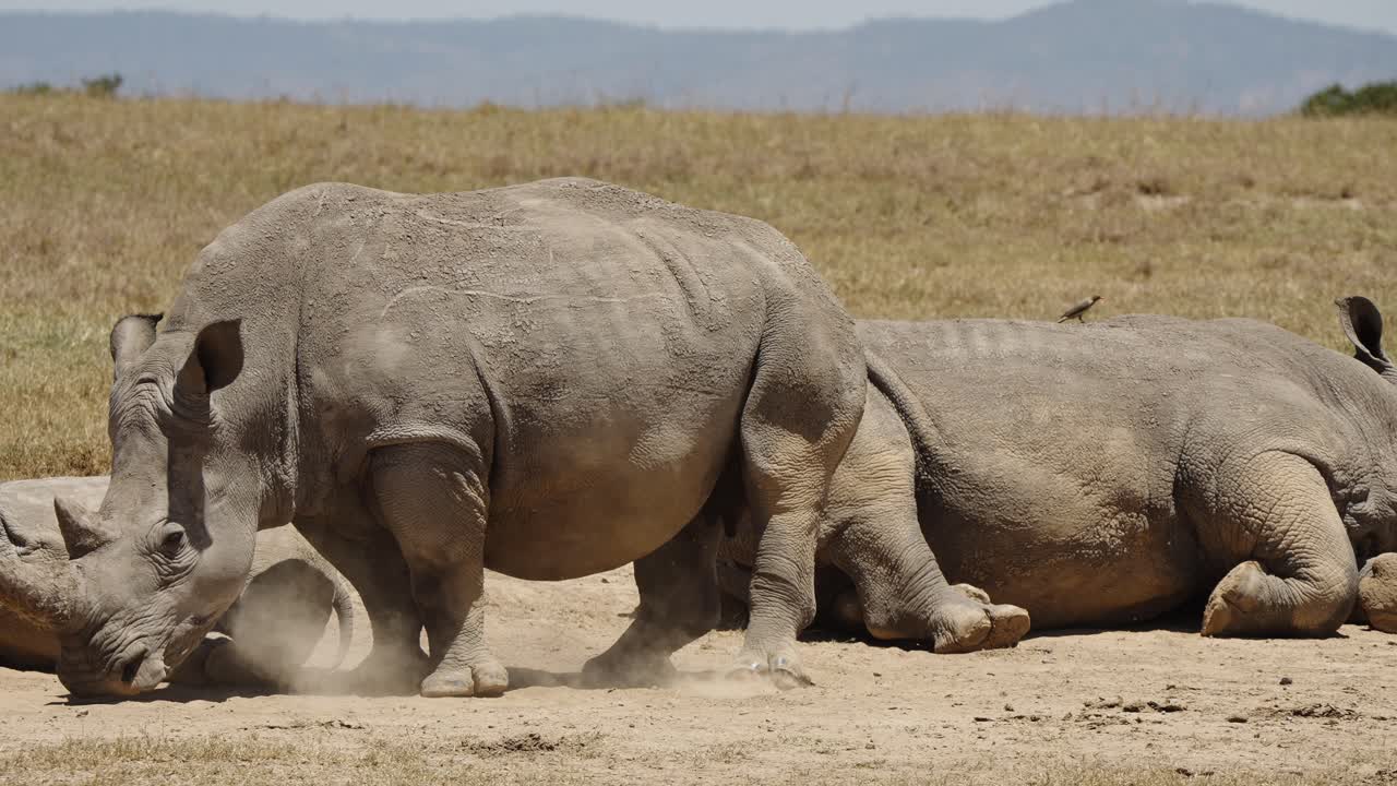 A rhinoceros in the African savanna first standing, then sitting, and finally lying down to rest. The clip showcases the rhino’s natural behavior and its calm, relaxed state in the wild
