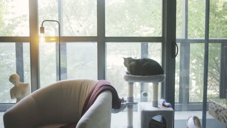 british shorthair cat resting on cat hammock in the house, looking afar outside through the window