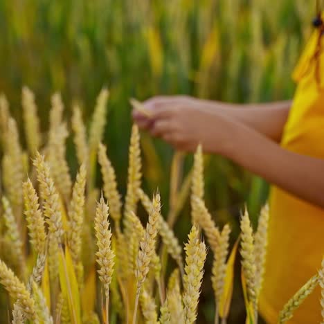 child in yellow t-shirt on wheat field. boy walking on wheat field and touching the ears. young agronomist stroking ripe spikelets. agriculture concept. close-up.