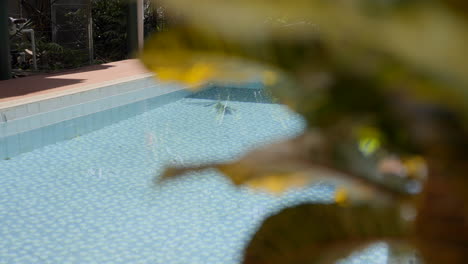 piscina de azulejos azules contemporánea al aire libre bandeja de agua clara detrás de un jardín tropical vegetal